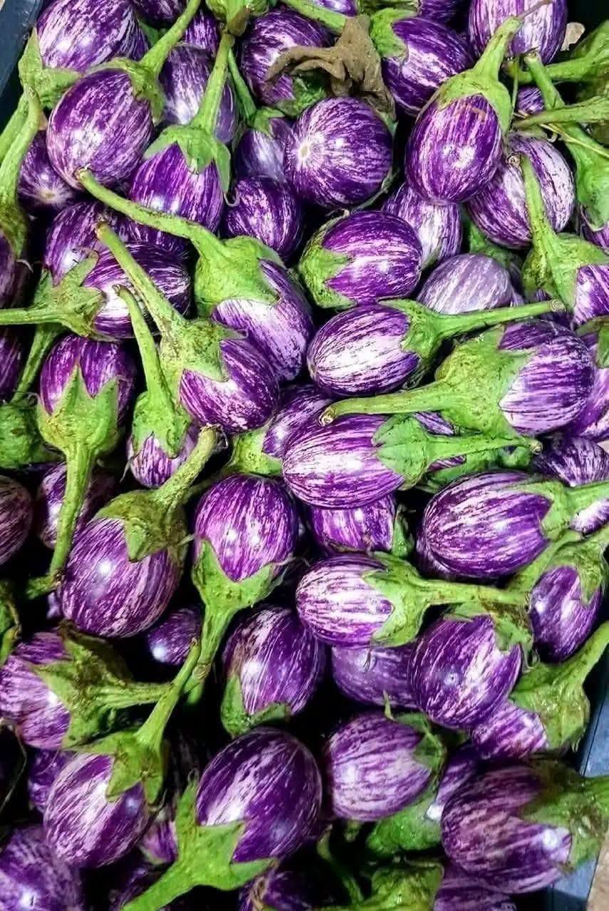الباذنجان في سورية