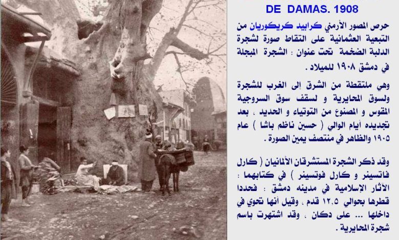 دمشق - كرابيد كريكوريان و كارل فاتسينر و كارل فوتسينر و شجرة الدلب 1908