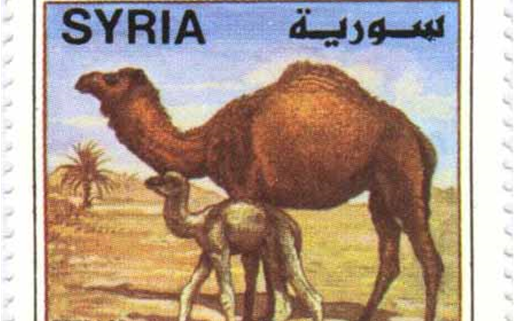 طوابع سورية 1998 – ‎حيوانات - الجمال