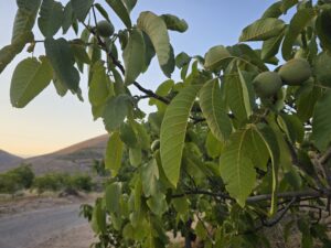محصول الجوز في مزارع سرغايا 2