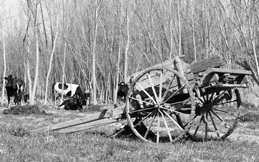 عربة نقل الخضرة والفاكهة في الغوطة الشرقية عام 1982 
