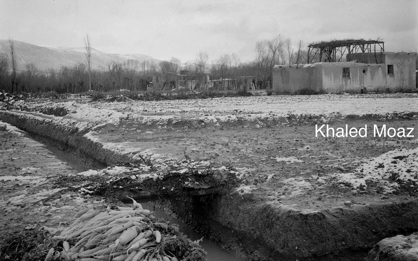 قاسيون والبساتين من أراضي طريق عين الكرش في دمشق عام 1953