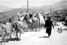 قافلة في بلودان بريف دمشق عام 1956 (2)