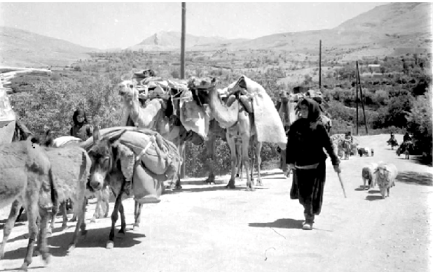 قافلة في بلودان بريف دمشق عام 1956 (2)