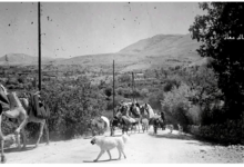 قافلة في بلودان بريف دمشق عام 1956