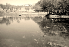 نبع بردى في خمسينيات القرن العشرين