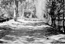 بساتين النيرب ونهر تورا في دمشق عام 1955م