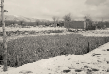 بساتين عين الكرش ..خلف مدرسة اللاييك – الحرية في دمشق عام 1953م