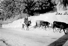 بلودان – ريف دمشق عام 1956